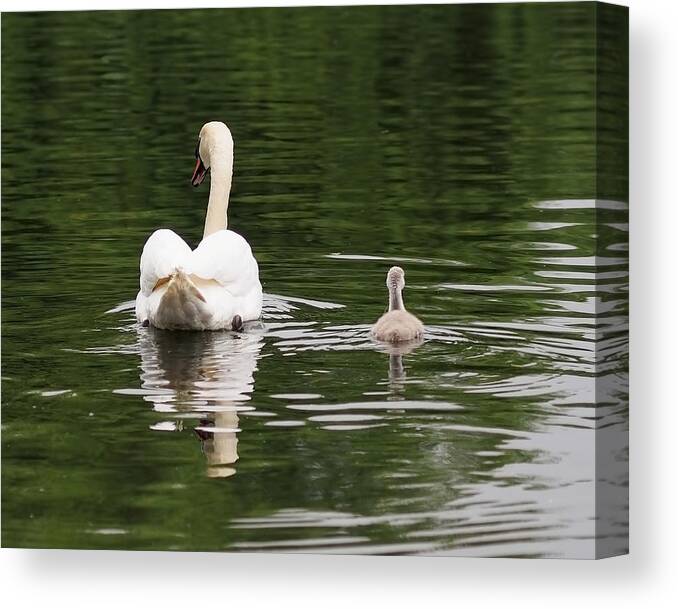 Cygnet Canvas Print featuring the photograph Swan Song by Rona Black