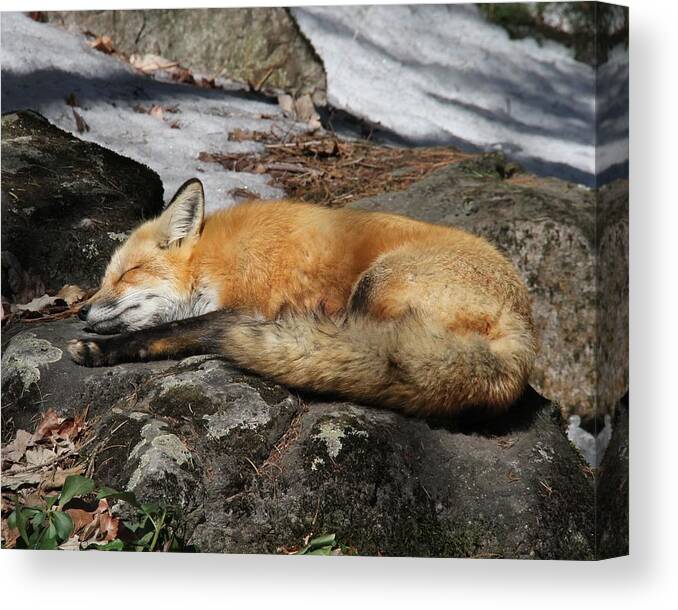Red Fox Canvas Print featuring the photograph Sweet Dreams by Doris Potter
