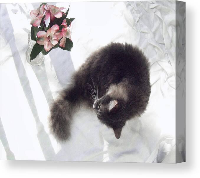 Cat Canvas Print featuring the photograph Sweet Pea and the Lilies by Louise Kumpf