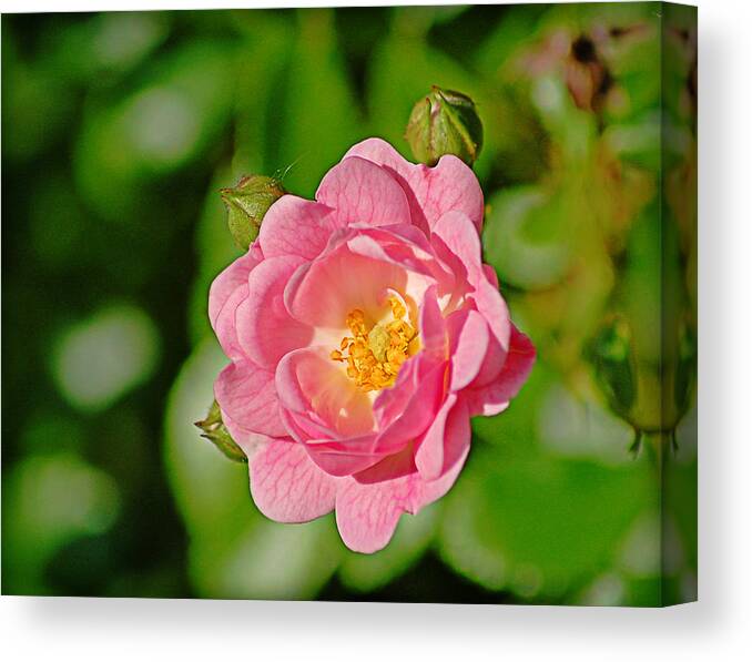 Bloom Canvas Print featuring the photograph Sweetheart Rose by Linda Brown