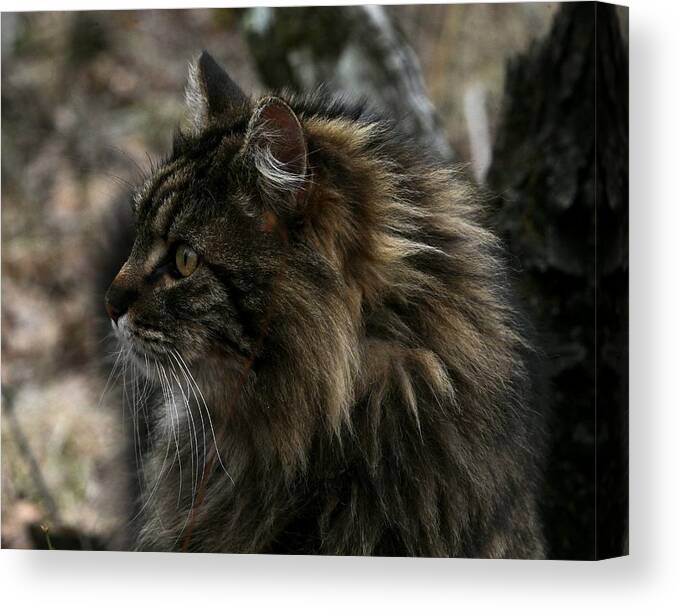 Cat Canvas Print featuring the photograph Swiffer by Michael Dougherty