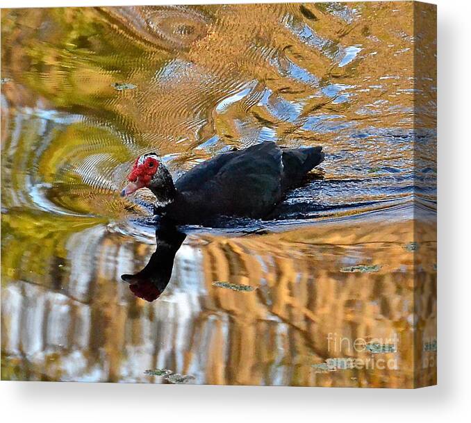 Muscovy Canvas Print featuring the photograph Swimming in Color by Carol Bradley