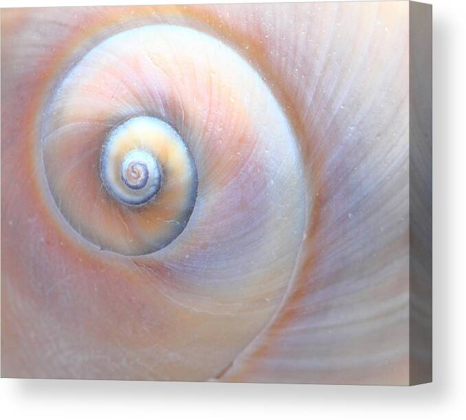 Seashell Canvas Print featuring the photograph Swirls by Angela Murdock