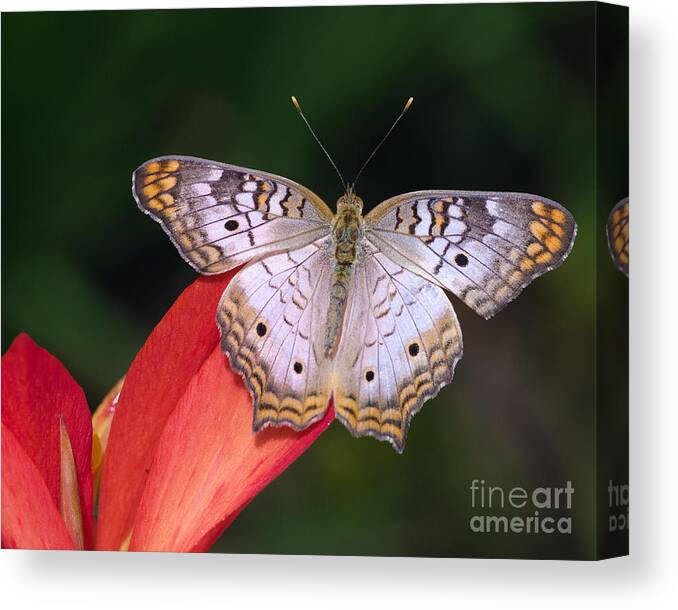 Butterfly Canvas Print featuring the photograph Symmetry by Tamara Becker