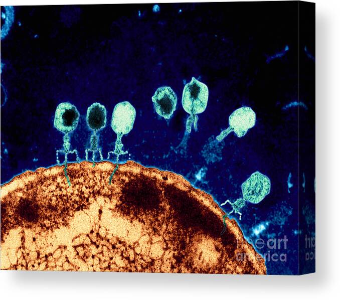 Bacteriophage Canvas Print featuring the photograph T-bacteriophages and e-coli by Eye Of Science