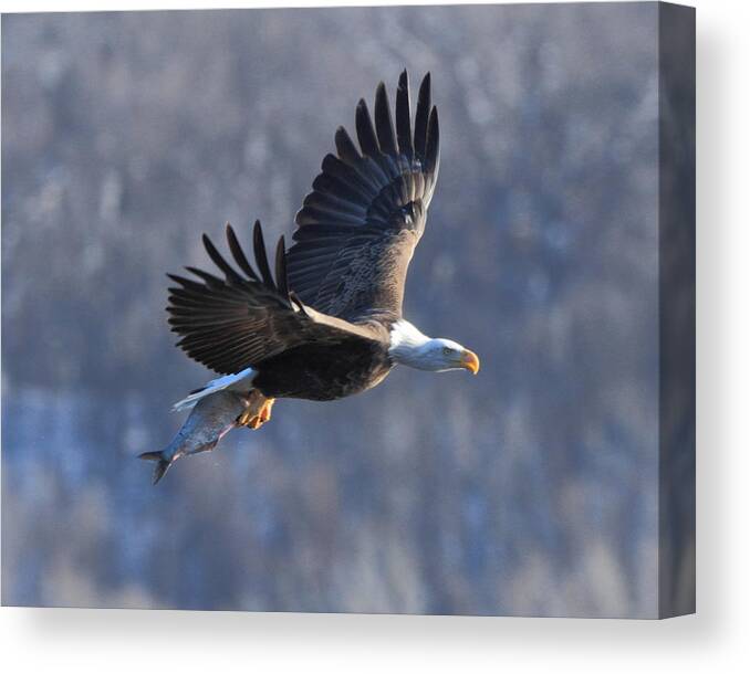 American Bald Eagle Canvas Print featuring the photograph Taking dinner home by Coby Cooper