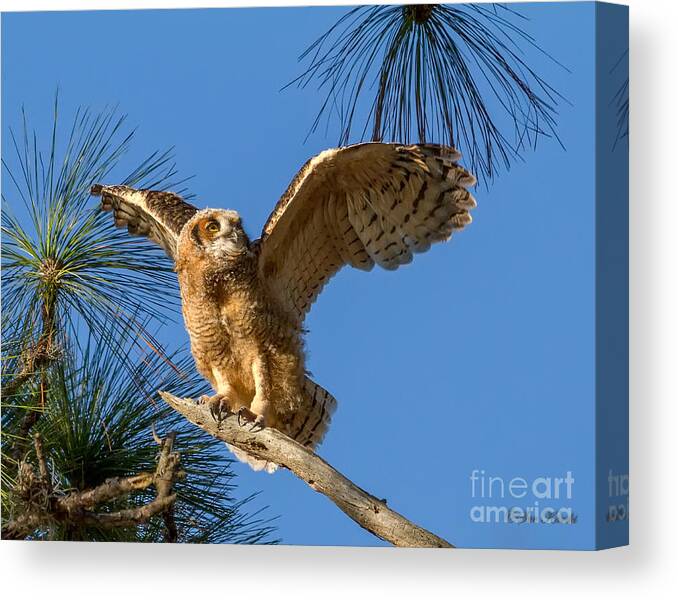 Bradenton Canvas Print featuring the photograph Testing Wings by Sue Karski