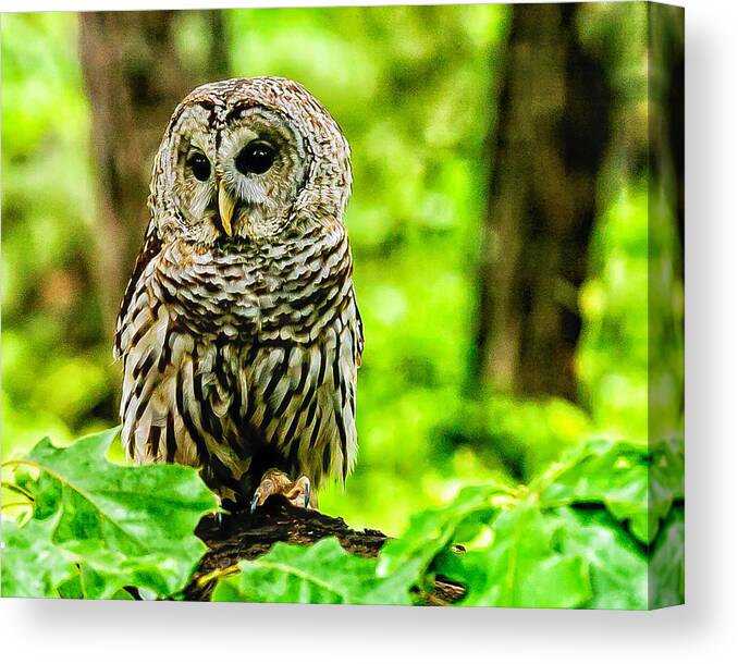 Barred Owl Canvas Print featuring the photograph The Barred Owl by Louis Dallara