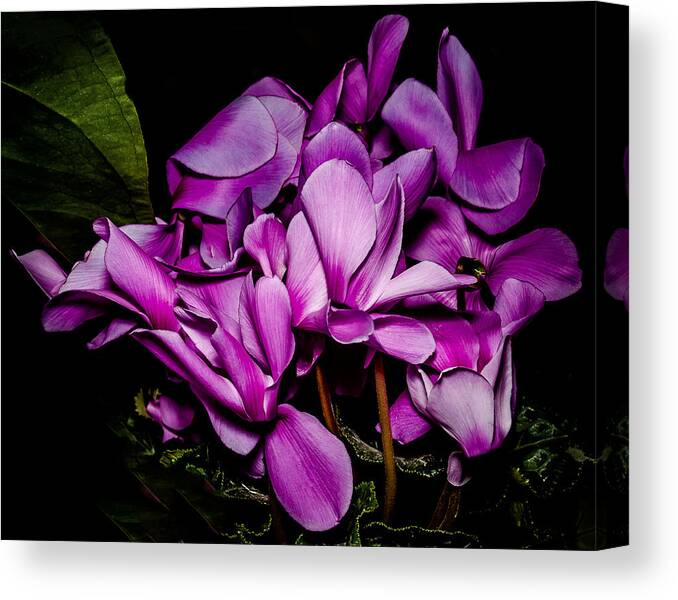 Flowers Canvas Print featuring the photograph The Color Purple by Len Romanick