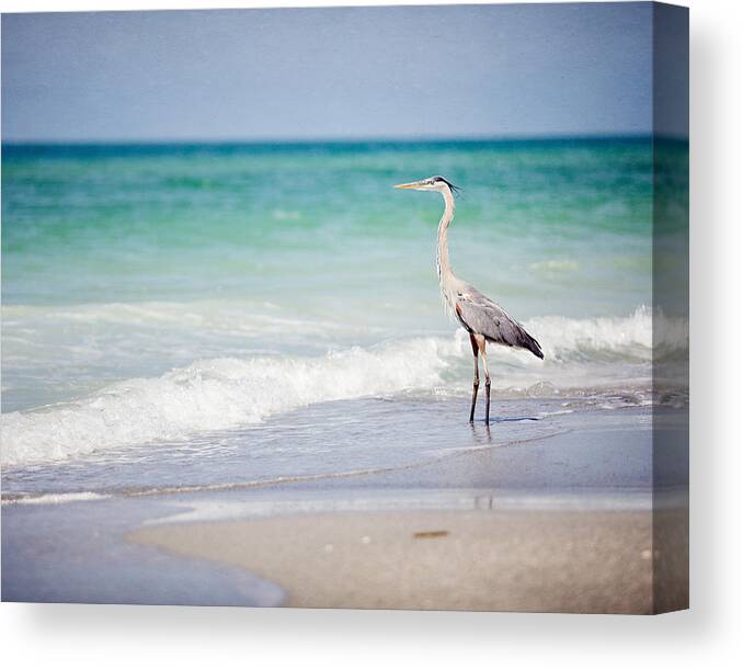 the fishing heron on the beach at longboat key florida lisa russo canvas print
