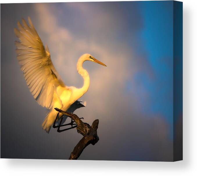 Great White Egret Canvas Print featuring the photograph The Golden Egret by Mark Andrew Thomas