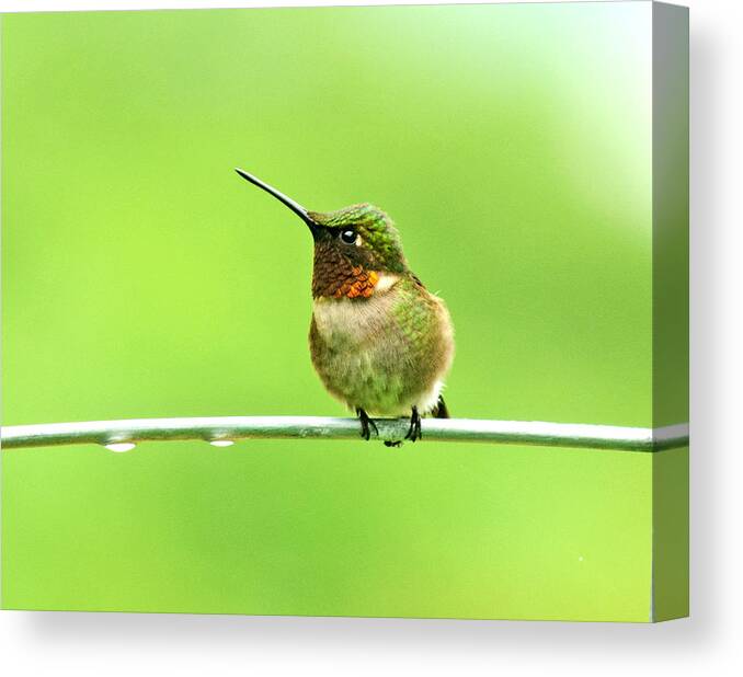 Hummingbird Canvas Print featuring the photograph The Hummer And the Tomato Cage by Lara Ellis