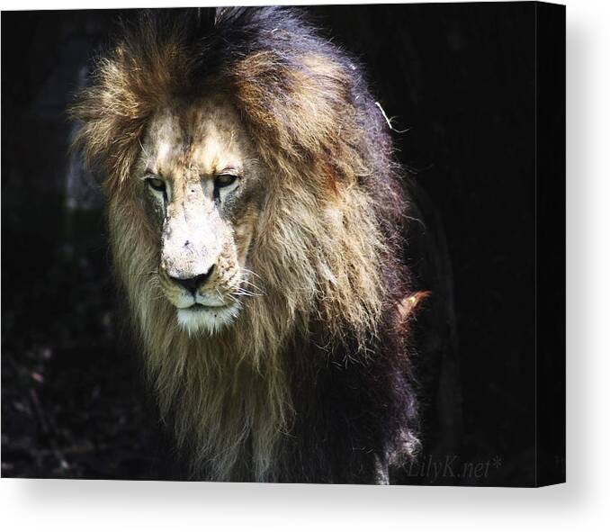 Leon Canvas Print featuring the photograph The king in the shadows by Lily K