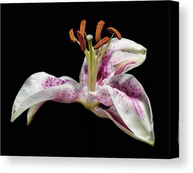 Lilly Canvas Print featuring the photograph The Lilly by Len Romanick