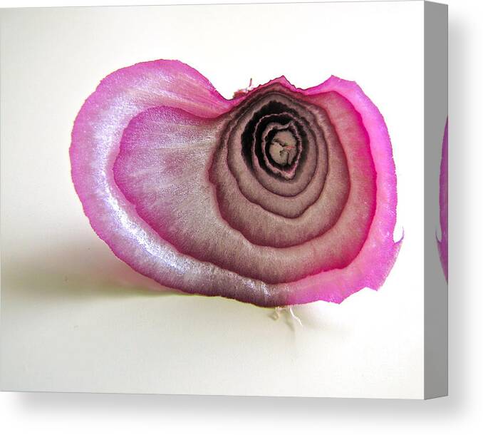 Photography Canvas Print featuring the photograph The Onion Remnant by Sean Griffin