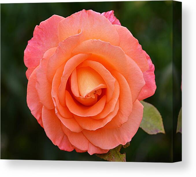 Flower Canvas Print featuring the photograph The Pink Rose by AJ Schibig