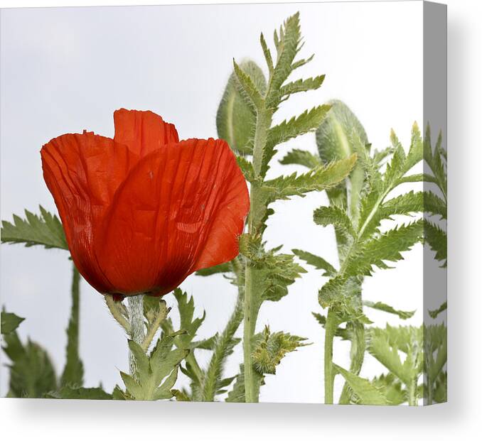 Puppy Flower Canvas Print featuring the photograph The Real Red by Nick Mares