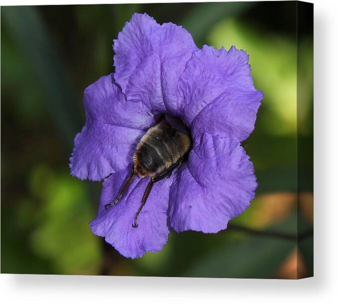 Bee Canvas Print featuring the photograph The Squeeze by Erin Tucker