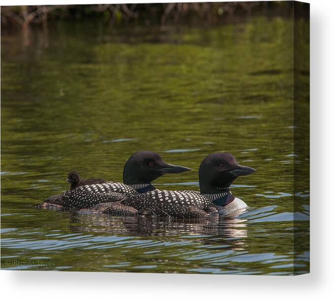 Common Loon Canvas Print featuring the photograph The Three of Us by Brenda Jacobs