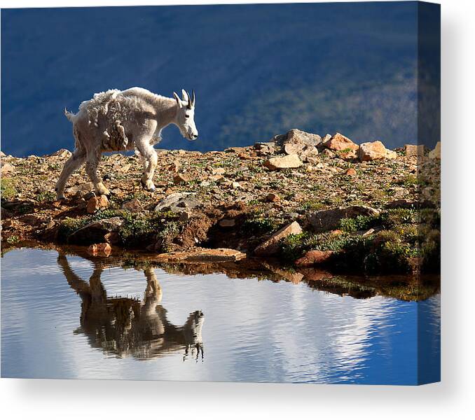 Mountain Goats Canvas Print featuring the photograph The Walk-About by Jim Garrison