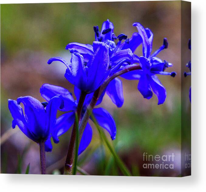 Flowers Canvas Print featuring the photograph Then it was Spring 3 by Charles Lupica