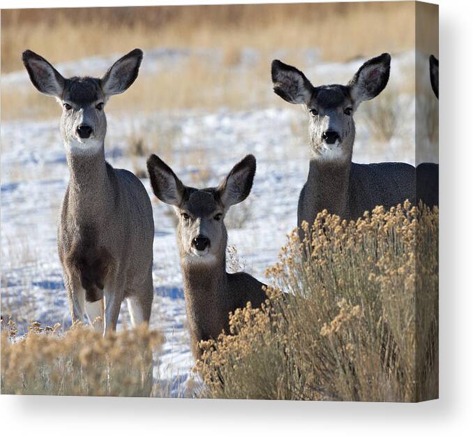 Mule Deer Canvas Print featuring the photograph Three Deer by Max Waugh