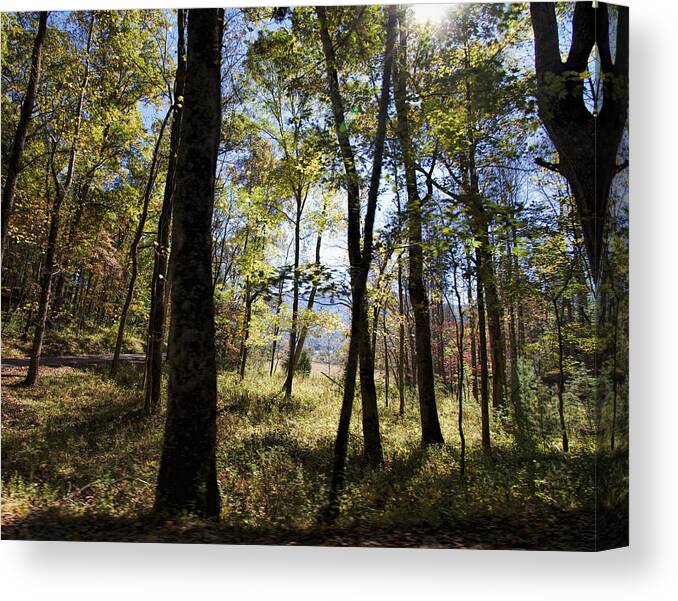 Trees Canvas Print featuring the photograph Through The Trees by Kathy Clark