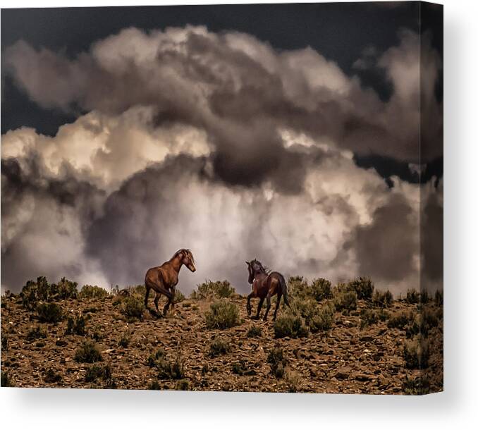 Horses Canvas Print featuring the photograph Thunder on the Mountain by Janis Knight