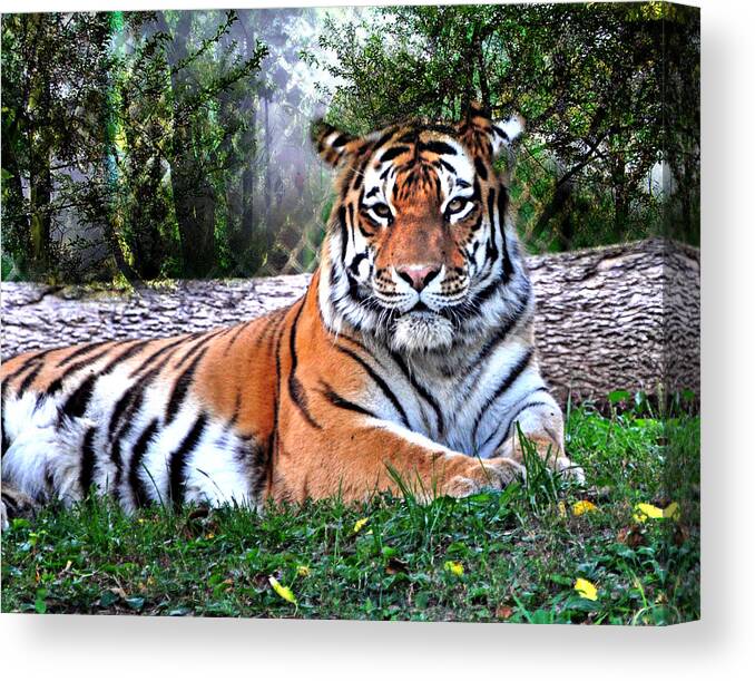 Tiger Canvas Print featuring the photograph Tiger 2 by Marty Koch