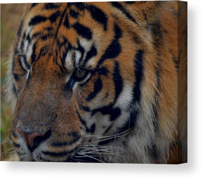 Attentive Canvas Print featuring the photograph Tiger Face by Maggy Marsh