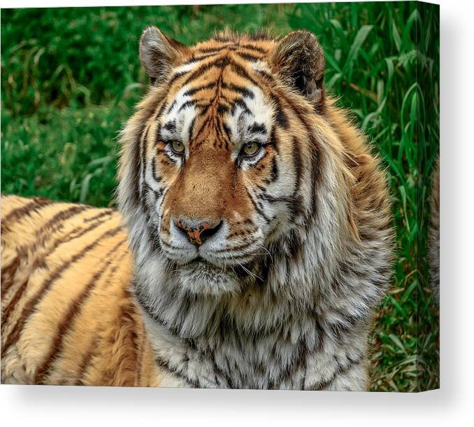 Amur Tiger Canvas Print featuring the photograph Tiger Tiger by Yeates Photography