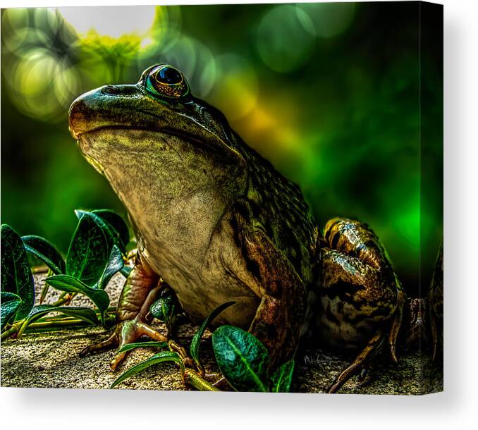 Frog Canvas Print featuring the photograph Time Spent With The Frog by Bob Orsillo