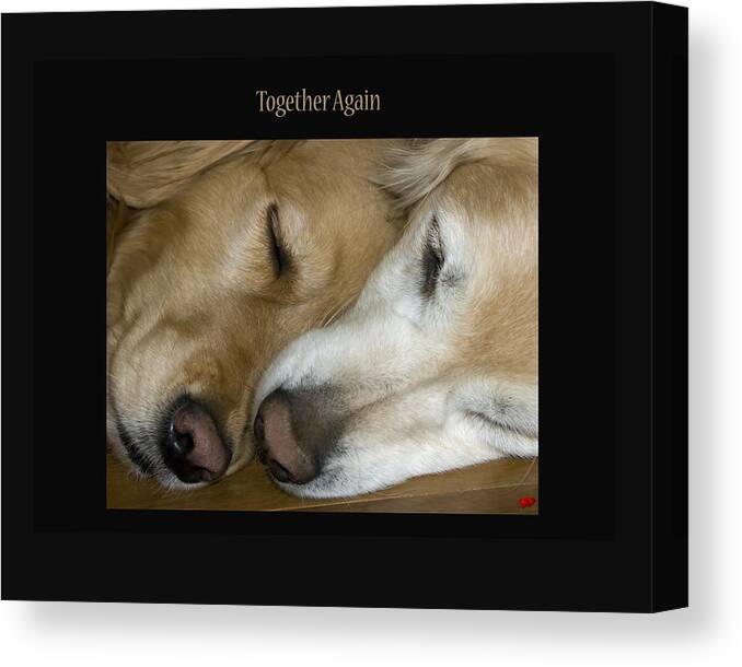 Photograph Canvas Print featuring the photograph Together Again by Rhonda McDougall