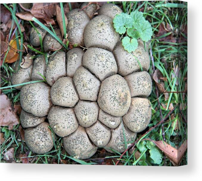 Mushroom Canvas Print featuring the photograph Togetherness by Doris Potter