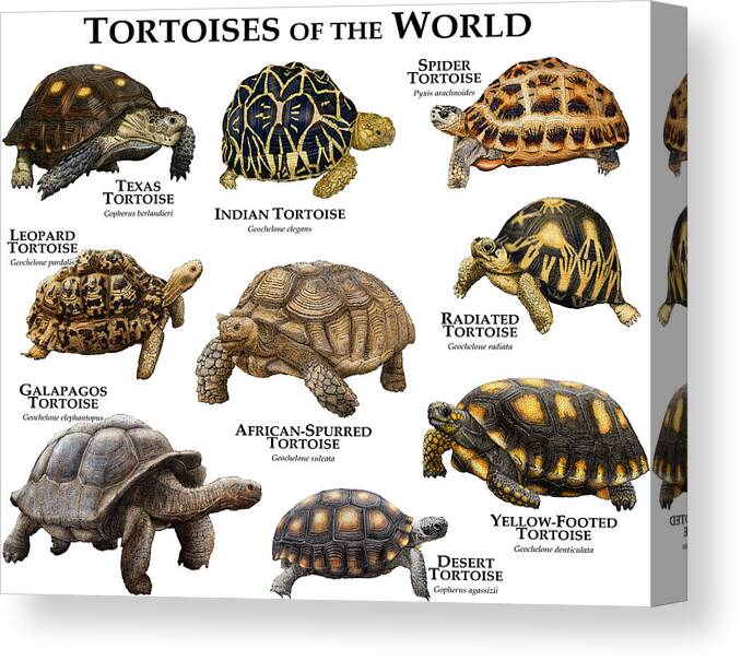 African Spurred Tortoise Canvas Print featuring the photograph Tortoises Of The World by Roger Hall