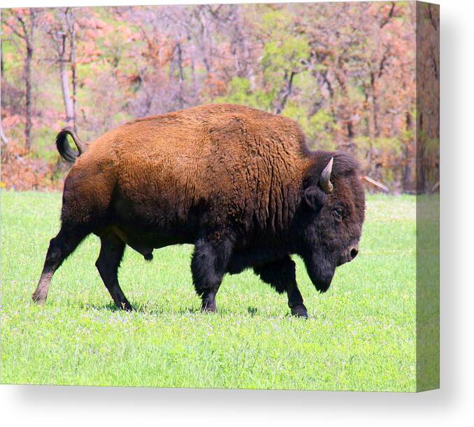 Landscape Canvas Print featuring the photograph American Bison #11 by Mickey Harkins