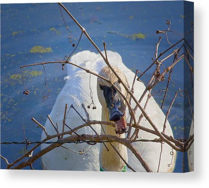 Trumpeter Swan Canvas Print featuring the photograph Trumpeter Swan Eating by Michael Dougherty