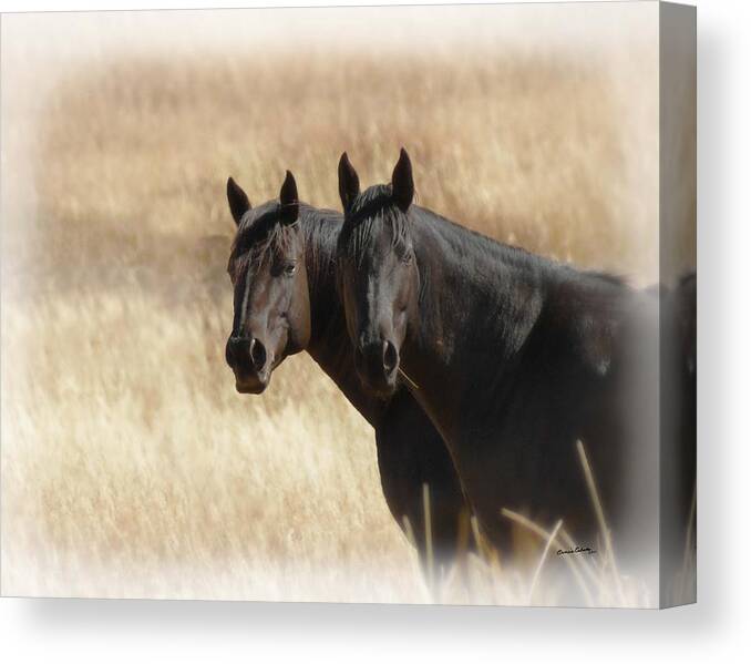 Horse Canvas Print featuring the photograph Two Horses by Ernest Echols