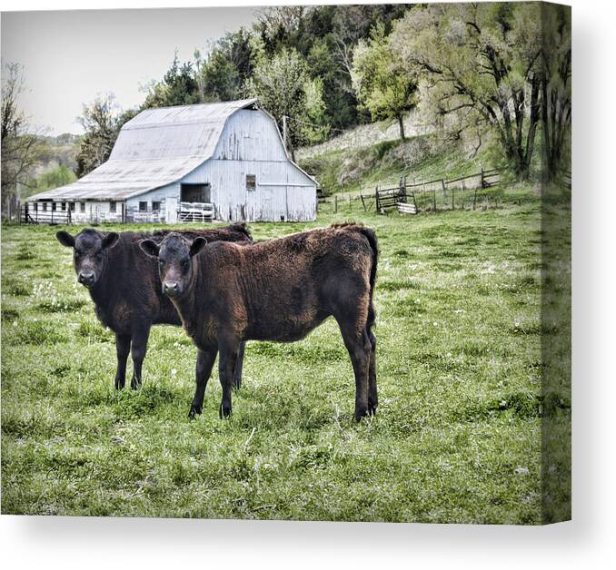 Cow Canvas Print featuring the photograph Two of a Kind by Cricket Hackmann