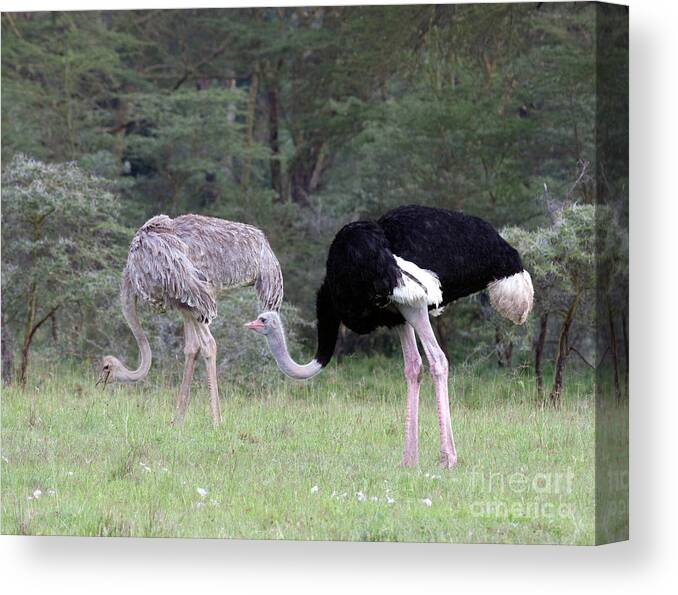 Ostrich Canvas Print featuring the photograph Two Ostriches by Chris Scroggins