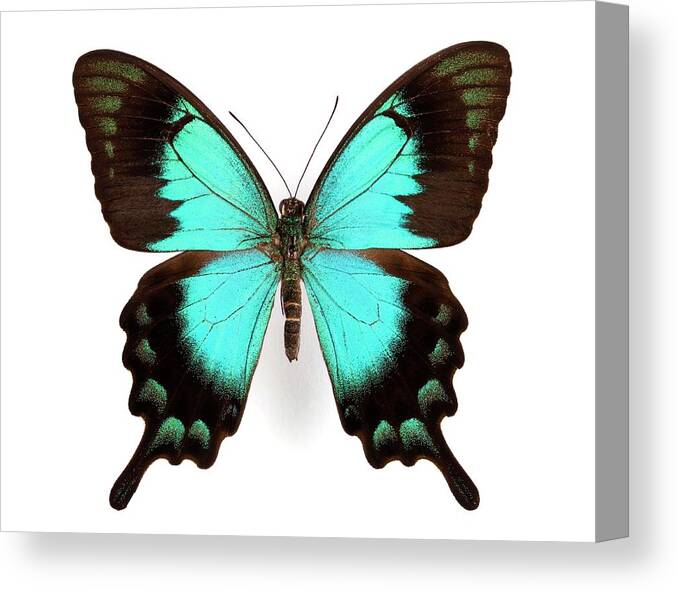 Papilio Lorquinianus Esmae Canvas Print featuring the photograph Two-tailed Swallowtail Butterfly by Pascal Goetgheluck/science Photo Library