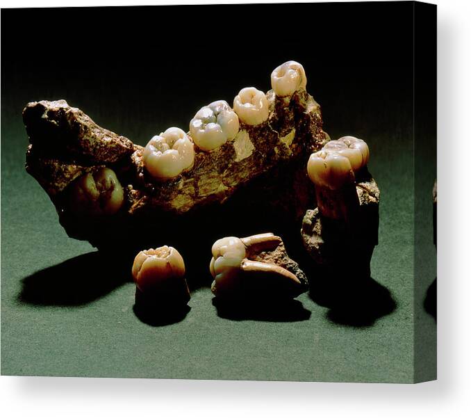 Australopithecine Canvas Print featuring the photograph Type Specimen Of Paranthropus Crassidens (sk6) by John Reader/science Photo Library