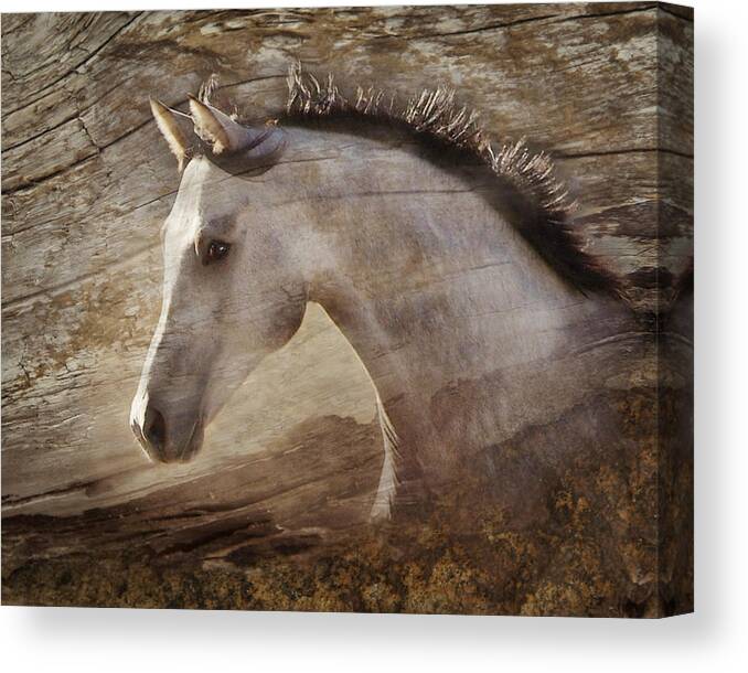 Spirited Horses Canvas Print featuring the photograph UNO by Melinda Hughes-Berland