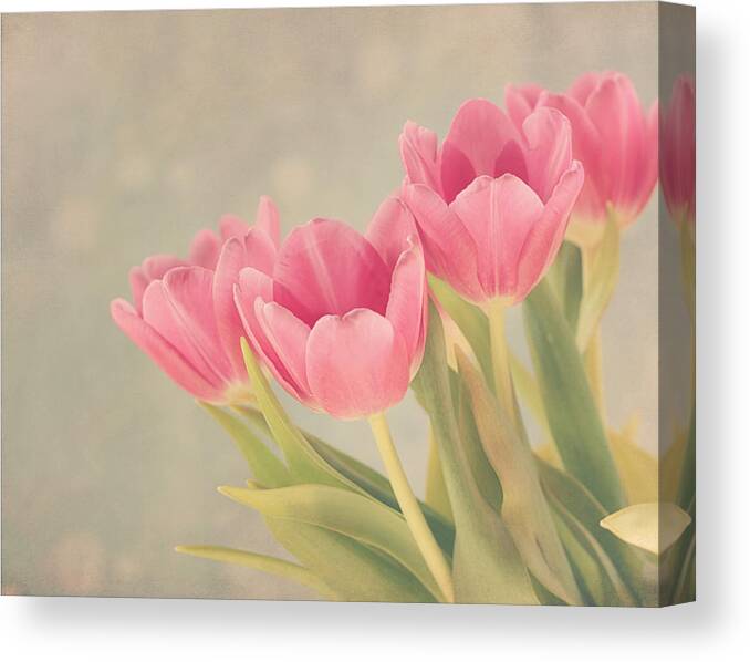 Tulip Canvas Print featuring the photograph Vintage Pink Tulips by Kim Hojnacki