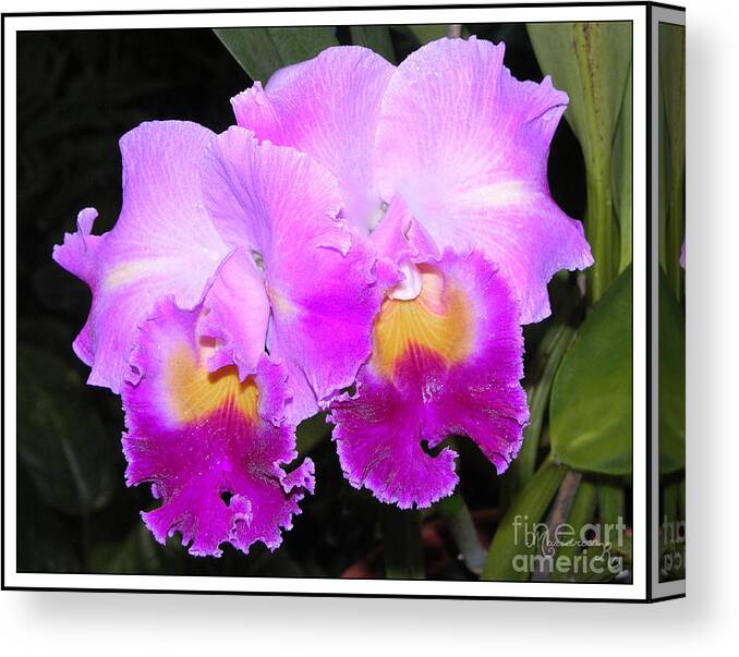 Flora Canvas Print featuring the photograph Violet Orchids by Mariarosa Rockefeller