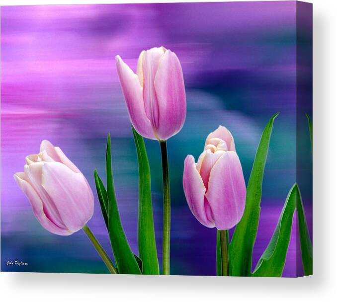 Beautiful Canvas Print featuring the photograph Violet Tulips by John Pagliuca