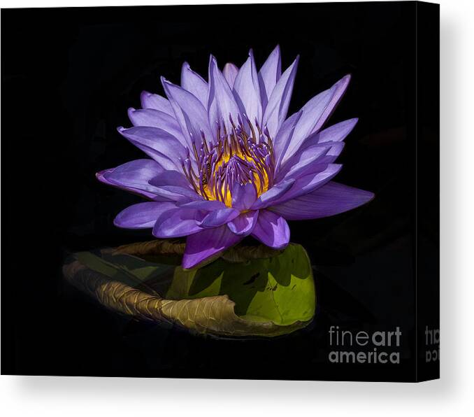 Waterlily Canvas Print featuring the photograph Visitor to the Water Lily by Roman Kurywczak