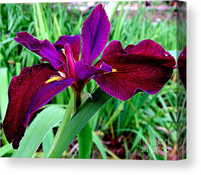 New Orleans Photography Canvas Print featuring the photograph Iris Waltz Of The Spring Equinox by Michael Hoard