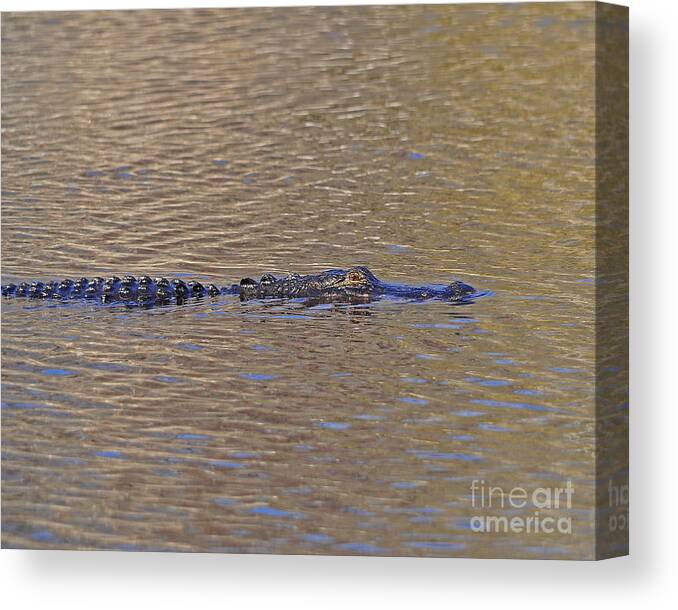 Alligator Canvas Print featuring the photograph War Wounds by Al Powell Photography USA