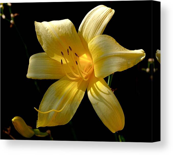 Lily Canvas Print featuring the photograph Warm Glow by Rona Black